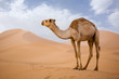 Lone Camel in the Desert  sand dune with blue sky