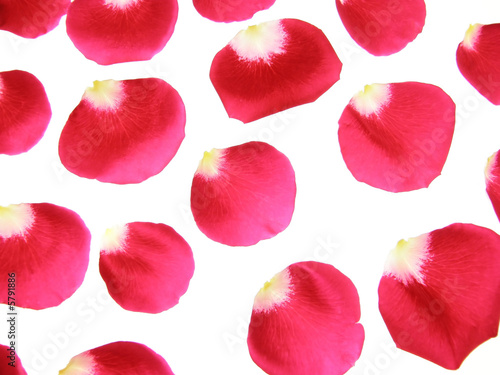 rose flowers images. Close-up of red rose flowers