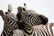 Foto: zebras zebras