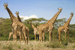 giraffen
