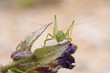 Sauterelle ponctuée (Leptophyes punctatissima)