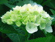 jeunes inflorescences d'hortensias