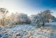 winter landscape