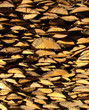 a pile of shiny chopped firewood..