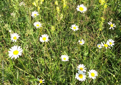 Photo: Flowers, camomiles Flowers, camomiles