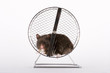 Hamster im Laufrad