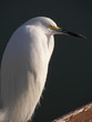 snowy egret in florida