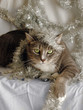 Tinsel Cats 04