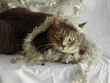 Tinsel Cats 01