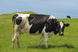 Single Holstein - Friesian cow