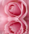 Foto: beautifful pink rose center close up shoot beautifful pink rose center close up shoot