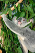 Koala Bear..