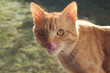 chat