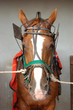 cheval portrait