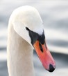 swan