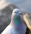 pigeon