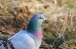 pigeon