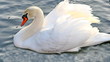 swan