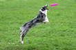 Border collie catching a frisbee in air Border collie catching a frisbee in air