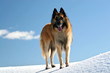 Belgian shepherd - tervueren on snow Belgian shepherd - tervueren on snow