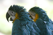 Parrots ragged