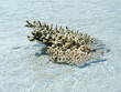 coral