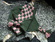 Green-pink knitted cap