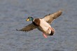 Mallard in Flight