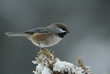 Chickadee on Snow-Covered Branch, Fairbanks Winter, Cold Day, ap Chickadee on Snow-Covered Branch, Fairbanks Winter, Cold Day, ap