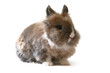 bunny bunny