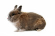 bunny profile bunny profile