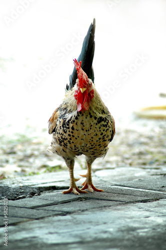 The cock v1.10