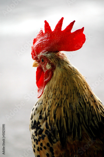 The cock v1.13