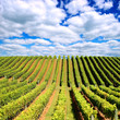 Beautiful New Zealand vineyard in the evening