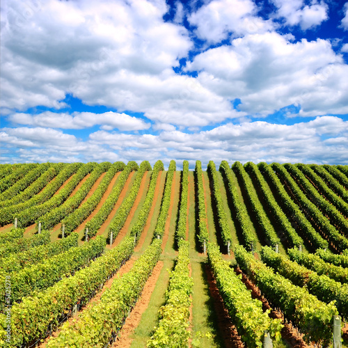 Photo: Beautiful New Zealand vineyard in the evening Beautiful New Zealand vineyard in the evening