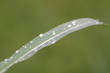 Gouttes d'eau sur feuille
