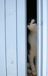 Chat derrier volet