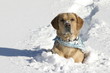 Chien à la neige