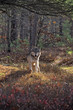 Gray wolf in forest with fall colors. Northern Minnesota Gray wolf in forest with fall colors. Northern Minnesota