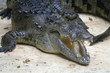 Crocodile