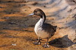 Canard siffleur (Anas penelope) 