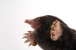 townsends mole left facing profile half body