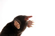 three quarter profile view of townsends mole