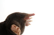 side profile facial view of a townsends mole