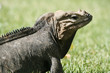Iguana in grass