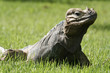 Iguana profile