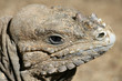 Iguana profile