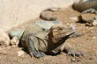 Iguana