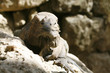 Iguana head