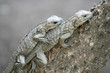lizards